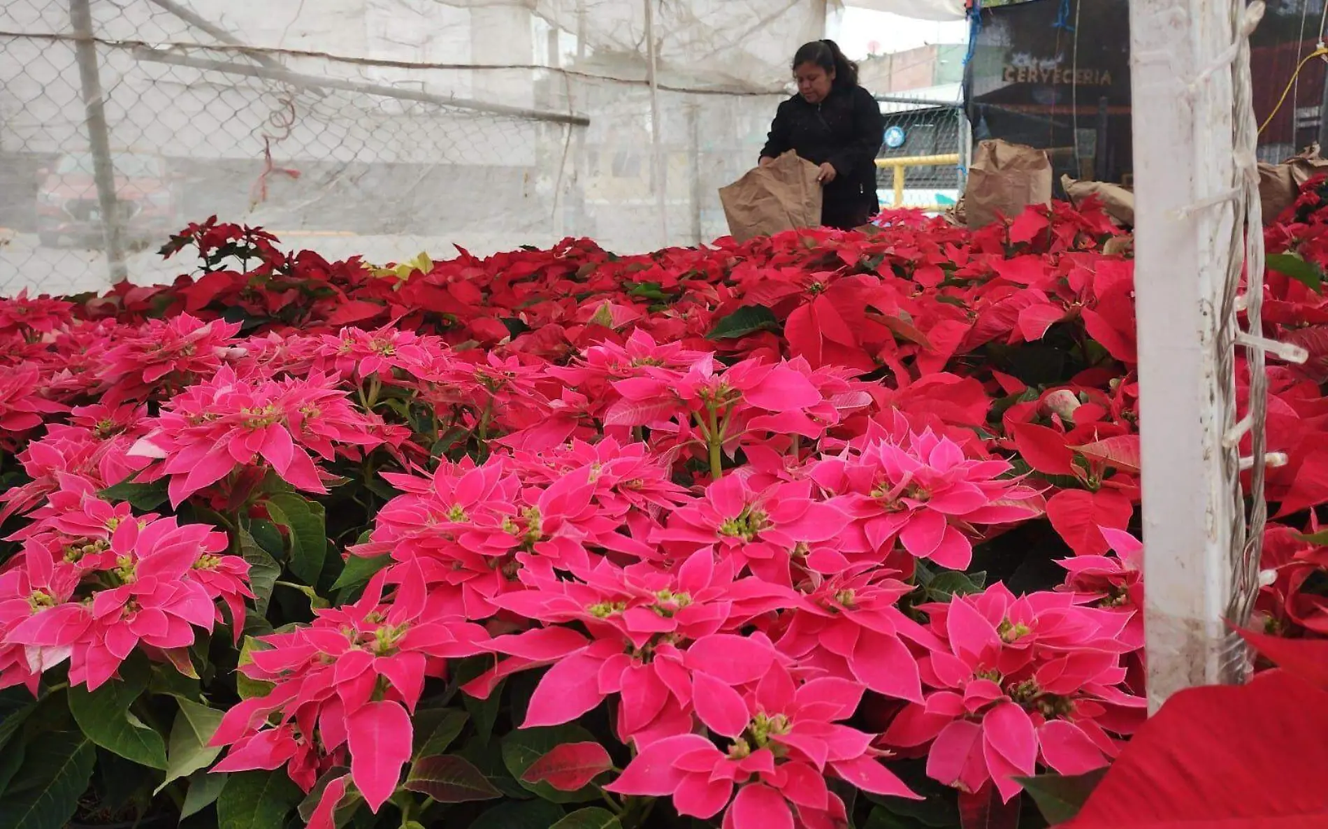 Flor de Nochebuena llega a Tampico  